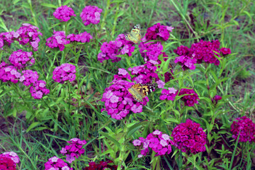 Phlox paniculata. Pink flowers in the garden for background