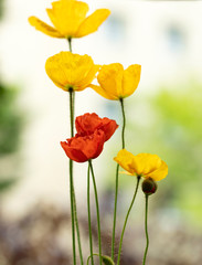 Obraz premium Poppy flowers in the sun.
