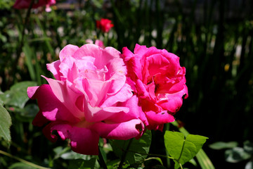 Pink rose for background and texture	