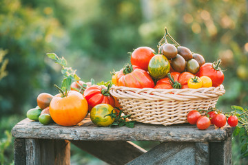 Organic vegetables grown on the farm