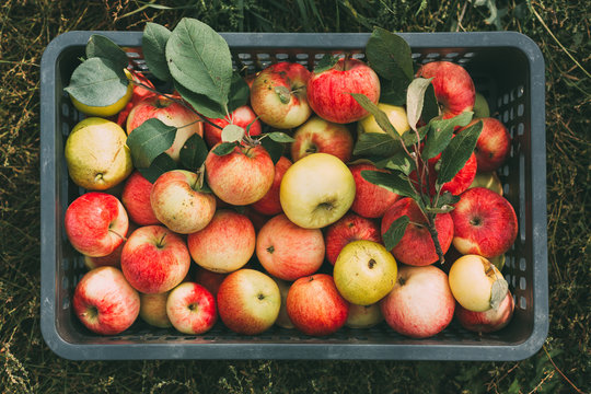 Freshly picked organic apples in a box