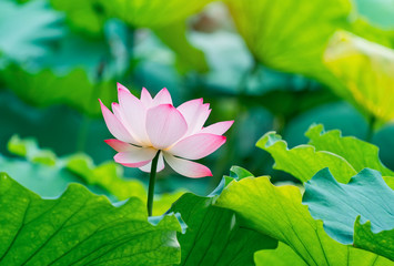 Obraz premium blooming lotus flower in pond