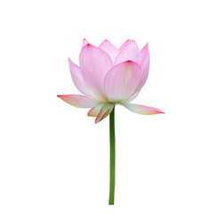 lotus on isolated white background.