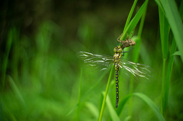 サラサヤンマ　羽化