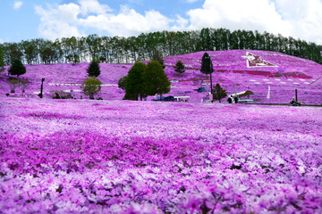 Beautiful Pink moss (Shibazakura, Phlox Subulata) blooming like a pink carpet on the hill at Higashimokoto Shibazakura Park, Abashiri, Hokkaido, Japan, selected focus blur on the foreground