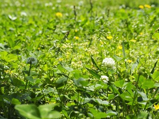 春の野に咲くシロツメクサの花	