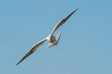 Sea Gull Flying on blue sky
