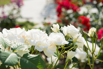 中之島のバラ園