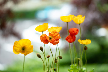 Poppy flowers in the sun.
