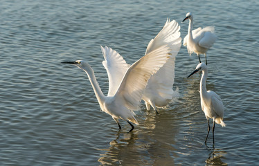 egrets play in water land