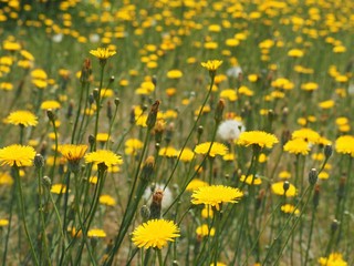 Fototapeta premium 春の野原に咲く黄色いタンポポの花