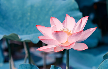 blooming lotus flower in pond