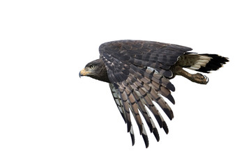 Brown snake eagle (Circaetus cinereus)