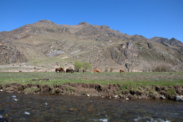 A group of horses grazes in a fertile valley surrounded by mountains.