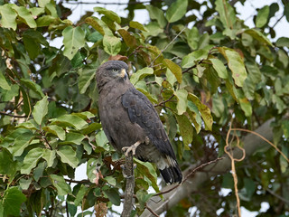 Brown snake eagle (Circaetus cinereus)