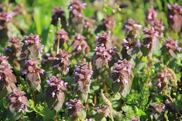ヒメオドリコソウ(青森県)