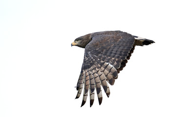 Brown snake eagle (Circaetus cinereus)