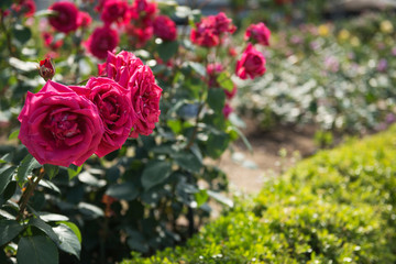 中之島のバラ園