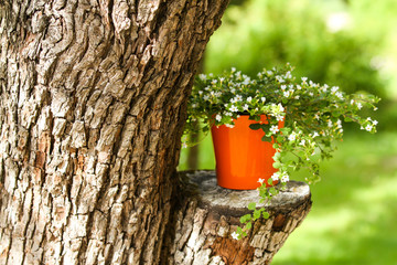 Beautiful view of cutten tree with small, orange flower pot on the side. Flower pot have small blooming flowers in it.