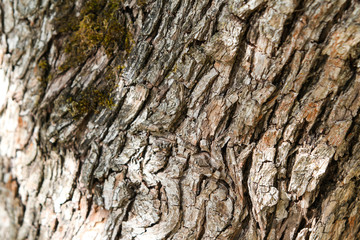 Countryside tree texture view of moss growing on old tree with amazing facture.