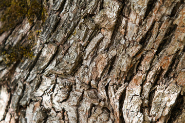 Countryside tree texture view of moss growing on old tree with amazing facture.