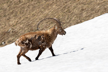 A male ibex with impressive horns crosses a neve