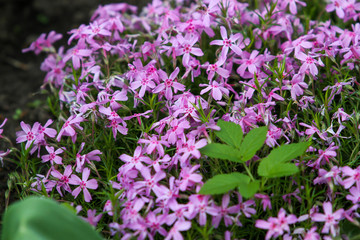 Beautiful outdoor garden view of lovely blooming flowers.