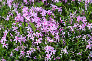 Obraz premium Beautiful outdoor garden view of lovely blooming flowers.