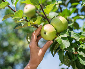 Apple picking. Female hand gathering apple from a tree.