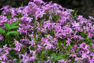 Obraz premium Beautiful outdoor garden view of lovely blooming flowers.