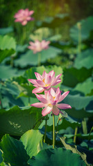 beautiful pink lotus flower plants