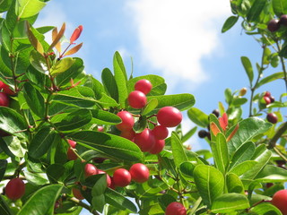 Carissa carandas which is also known as wild blood fruit