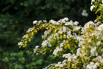 Beautiful view of small white blooming flowers near a small bush located in a countryside village city outdoor park.