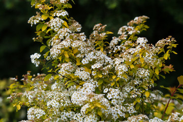 Beautiful view of small white blooming flowers near a small bush located in a countryside village city outdoor park.