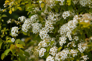 Beautiful view of small white blooming flowers near a small bush located in a countryside village city outdoor park.
