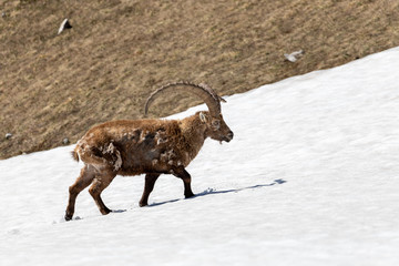 A male ibex with impressive horns crosses a neve