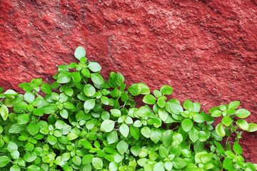 Growing green plant near red rock