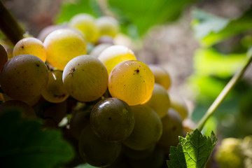 Sauvignon Ros&eacute;