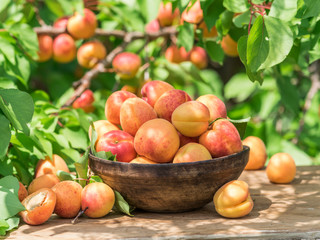 Ripe apricots in the wooden bowl on the table.
