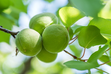 Unripe apricots on the orchard tree in the garden.