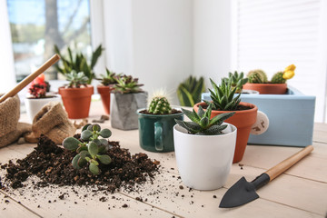 Succulents in pots on wooden table