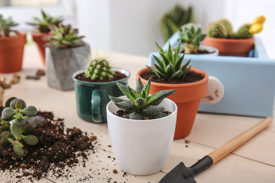 Succulents in pots on wooden table