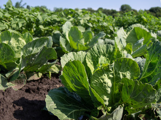 Organic cabbage grow in the vegetable garden.