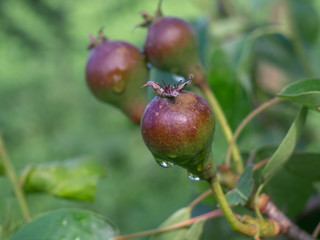 Fresh small young pears on pear tree branch in the garden.
