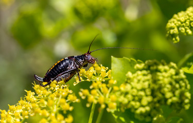The grasshopper (Poecilimon paros) sitting on a plant close-up