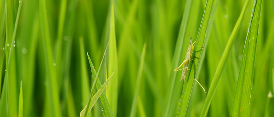 Naklejka premium close up of ripening rice in a paddy field
