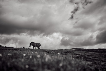 Horse grazing in the mountain
