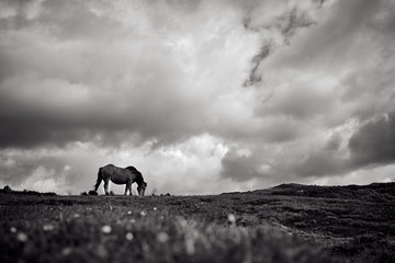 Horse grazing in the mountain