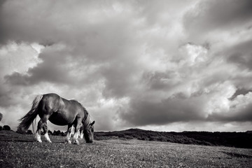Fototapeta na wymiar Horse grazing in the mountain