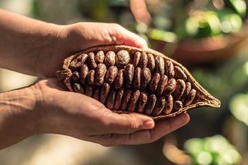 Cocoa pods with dry cocoa beans in the male hands. Nature background.